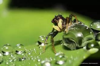 百度蜘蛛池咨询:虎头蜂与蜘蛛池，两种神秘生物的相遇
