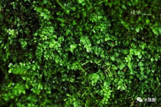 百度蜘蛛池引流:探寻蜘蛛池苔藓的奥秘，大自然的隐秘奇迹