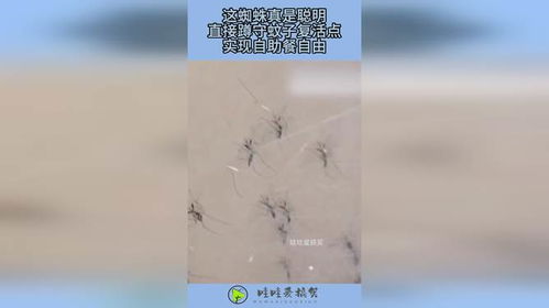 百度蜘蛛池优化:小蜘蛛洗脸池，萌化家居的一抹绿色风景