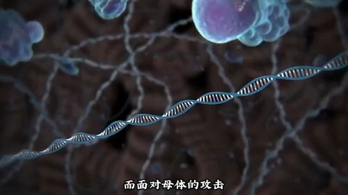 百度蜘蛛池出租:寄生虫的隐蔽王国，揭秘蜘蛛池中的生存奥秘与生态平衡