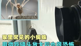 百度蜘蛛池引流:蜘蛛池哪家好用？深度解析各大平台优缺点，助你高效拓展外链！