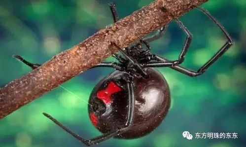 百度蜘蛛池收录:探秘小熊猫蜘蛛池，揭秘神秘生物的栖息地与美丽瞬间