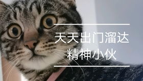 最佳bt磁力猫