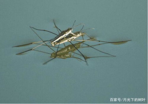百度蜘蛛池效果:乌龟池里养蜘蛛，是害虫还是益虫？