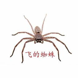 百度蜘蛛池咨询:蜘蛛池哪个好抽一点？深度解析各大蜘蛛池抽卡体验