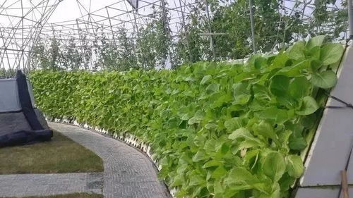 百度蜘蛛池收录:小旋风蜘蛛池搭建环境详解，打造高效养殖空间