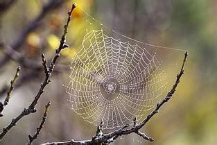 百度蜘蛛池租用:蜘蛛池，网络世界的神秘存在及其形成原因解析