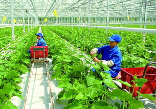 百度蜘蛛池引流:黑龙江地区出租蜘蛛池的便捷服务，助力农业丰收