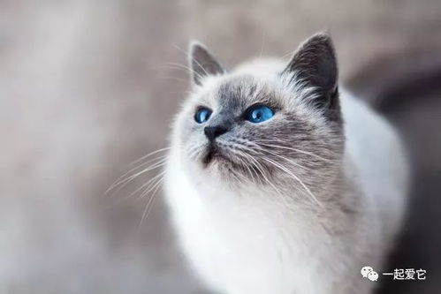 万能磁力猫