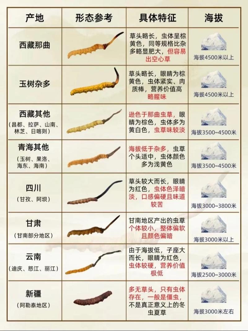 虫草七编的价格是多少? 虫草七编多少