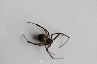 百度蜘蛛池优化:惊心动魄！巨大毒蜘蛛池小女孩被困，视频曝光引发全球关注