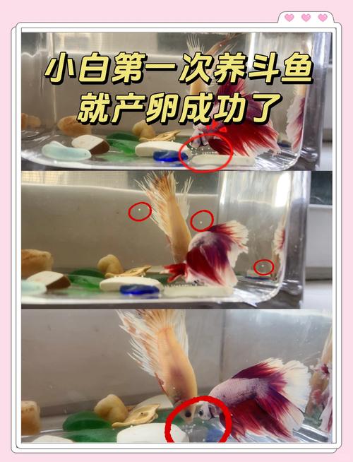 鱼卵孵化的最佳温度是多少? 鱼卵孵化温度多少