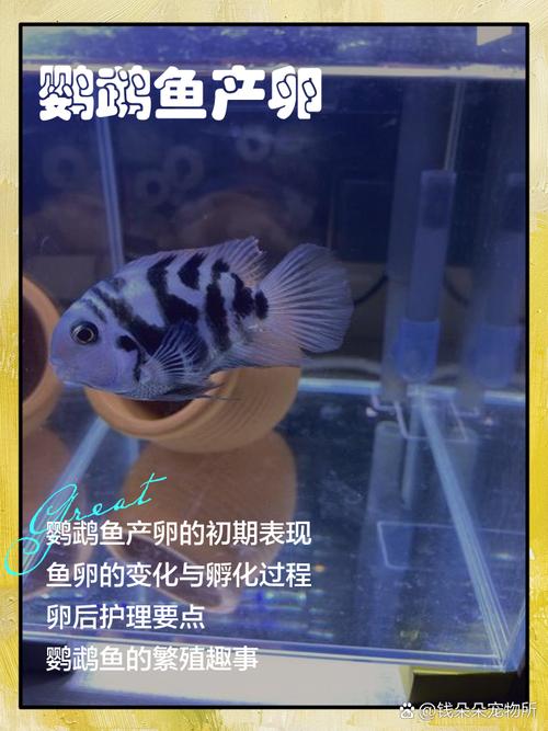 鱼卵孵化的最佳温度是多少? 鱼卵孵化温度多少