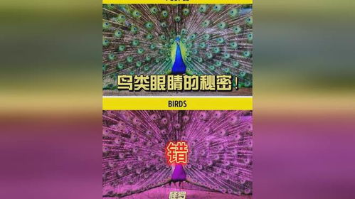 百度蜘蛛池价格:蜘蛛网下的惊喜，揭秘礼品池中的秘密世界