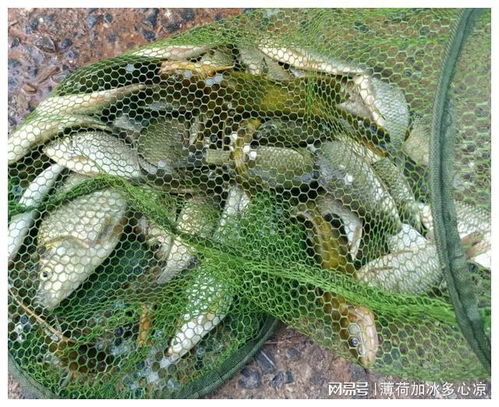 百度蜘蛛池效果:蜘蛛池高效使用鱼饵视频教程，钓鱼爱好者的必备技巧
