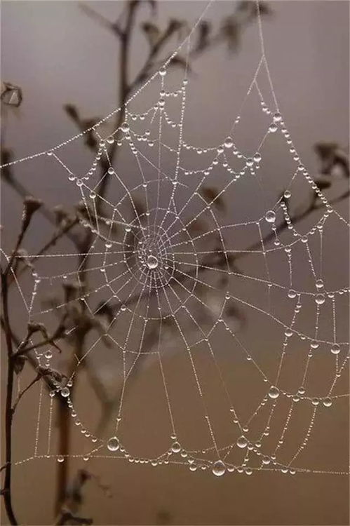 百度蜘蛛池价格:野外的蜘蛛池，揭秘大自然的神秘角落
