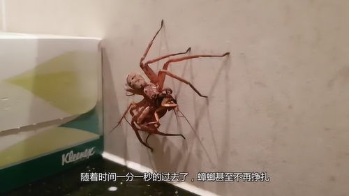 百度蜘蛛池引流:洗手池惊现蜘蛛，网友热议卫生与安全