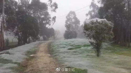 百度蜘蛛池优化:探寻丁青县蜘蛛池，神秘之地揭开大自然的神奇面纱