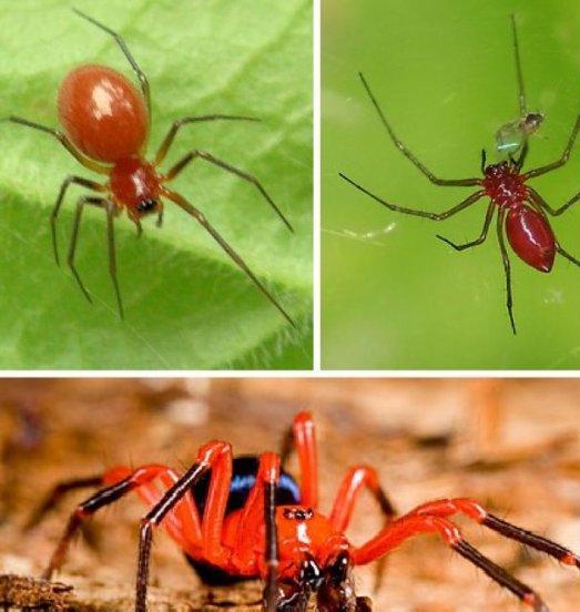 百度蜘蛛池引流:预言之池蜘蛛3，神秘生物的奇幻之旅