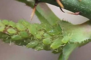 百度蜘蛛池价格:蜘蛛池，高效清除农田害虫的秘密武器，揭秘其神奇作用区域