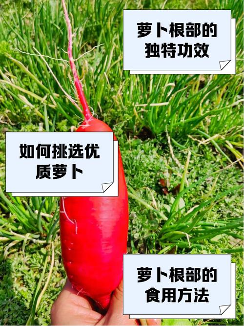 7捆萝卜共有多少根? 7捆萝卜多少根