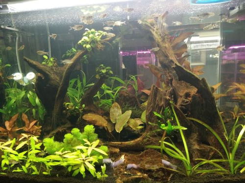 百度蜘蛛池效果:洗手池边的小蜘蛛，日常生活中的自然奇遇