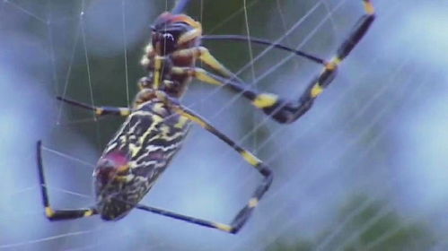 百度蜘蛛池价格:蜘蛛池,自然界的神秘织网者 百度蜘蛛池价格:蜘蛛池,自然界的神秘织网者