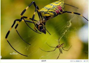 百度蜘蛛池价格:小旋风蜘蛛池8教程，轻松搭建高效外挂蜘蛛池，助你轻松实现数据采集